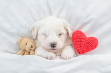 Tiny Bichon Frise puppy sleeps under  white blanket on a bed at home with favorite toy bear and red...