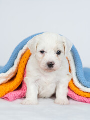 Tiny bichon frise puppy lying under stack of warm plaids in cold autumn or winter weather