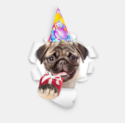 Happy Pug puppy wearing party cap holds gift box and looks through a hole in white paper