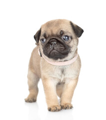 Tiny Pug puppy standing in front view and looking at camera. isolated on white background