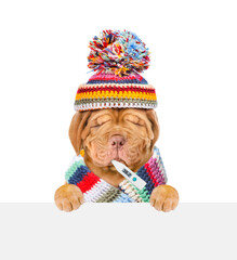 Unhappy Mastiff puppy wearing warm han and scarf holds thermometer in it mouth and looks above empty white banner. isolated on white background