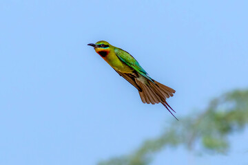 beautiful bee eaters in blur background,The blue-cheeked bee-eater is a near passerine bird in the...