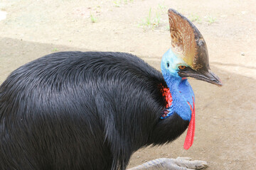 Southern cassowary (Casuarius casuarius)