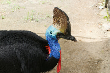 Southern cassowary (Casuarius casuarius)
