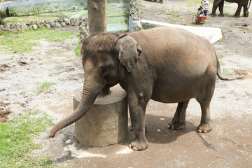 Fototapeta premium A young elephant in the zoo