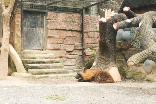 Hyaena Brunnea - Siesta In The Shade