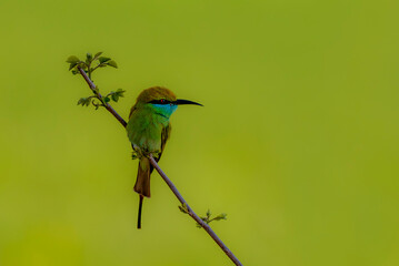 beautiful pictures of little green bee eater in blur background , The Asian green bee-eater, also known as little green bee-eater