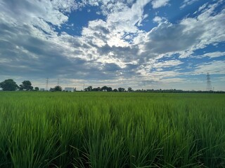 rice field