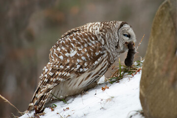 Barred Owl with Prey Mole
