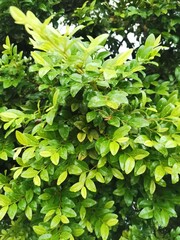 green leaves of a tree