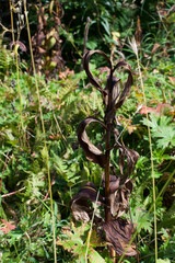 dead stalk like weed in the forest