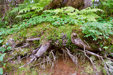 tree roots and moss and plants 