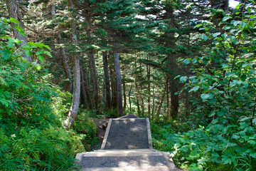 A set of steps going into the woods, path in the park