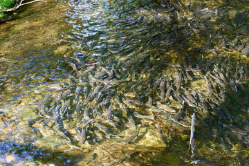 A group of salmon in water 