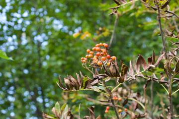 Berries on a brown dead leafy plant