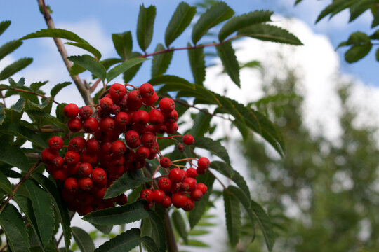 red berries on a branch and blue sky in the background 