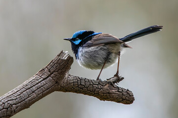 Superb Fairywren (Malurus cyaneus) © Andrew
