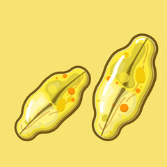 Achnanthes is a genus of diatoms belonging to the family Achnanthaceae (Bacillariophyta). It mainly from marine environments, have a lemon-shaped valves.