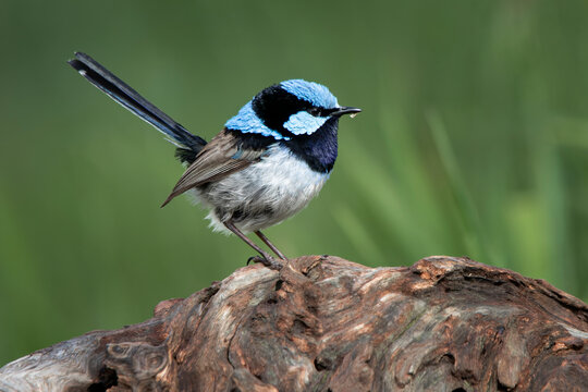 Superb Fairywren (Malurus cyaneus)