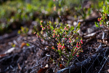 Wild growing baby blueberries. Young blueberries on the branch in the forest. Vintage version.