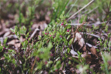 Wild growing baby blueberries. Young blueberries on the branch in the forest. Vintage version.