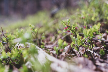 Wild growing baby blueberries. Young blueberries on the branch in the forest. Vintage version.