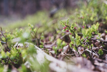 Wild growing baby blueberries. Young blueberries on the branch in the forest. Vintage version.