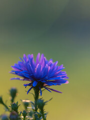 Blue aster flowers in garden summer time