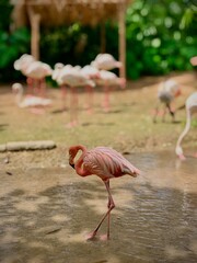 flamingo in the zoo