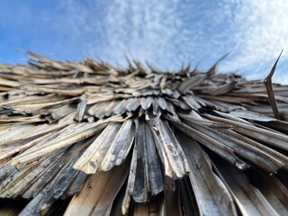 Traditional roof of a hut. Made from many layer of sago tree leaves so it can protect us against...