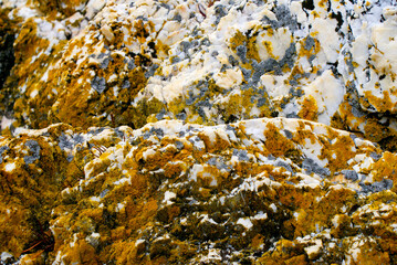 Abstract colourful background made by nature, close up images of nature in Patagonia, Argentina