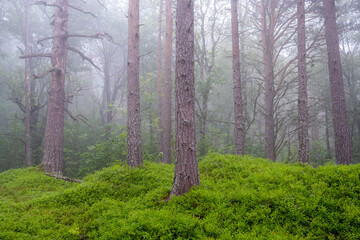 Mystic foggy pine tree forest seen in Norway