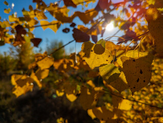 Backlit tree in fall on a clear day with sun making leaves light up 