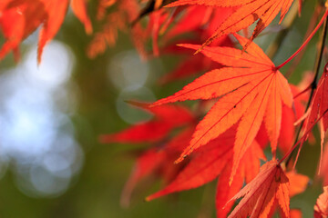 紅葉