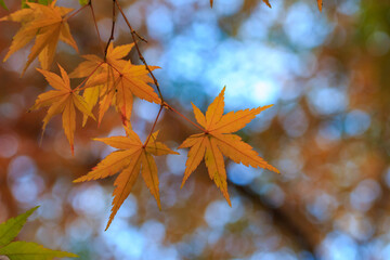 紅葉