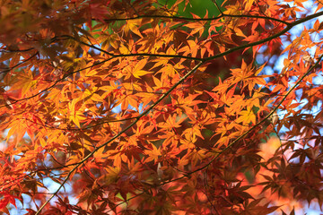 紅葉