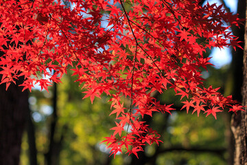 紅葉