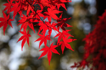 紅葉