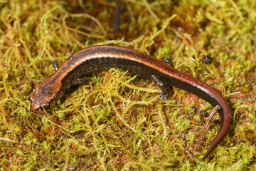 Obraz na płótnie Canvas Closeup on a juveile of the endangered Del Norte Salamander , Plethodon elongatus, in North California