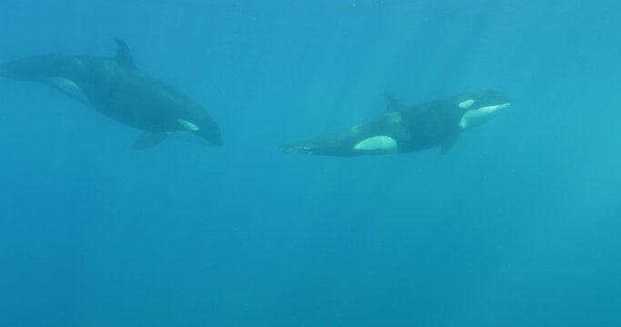 Black-And-White Patterned Body Whales Swimming In Sea - Baja California, Mexico