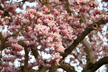 Beautiful blooming Magnolia