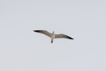 gaviotas en puerto progreso, merida, yucatan