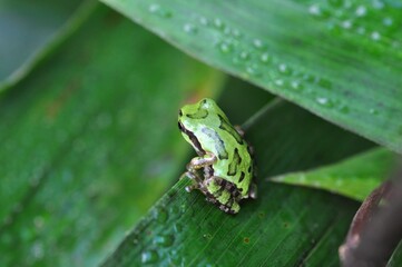 ニホンアマガエル