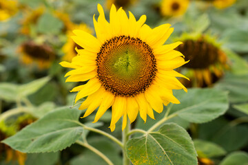 Sunflower crop farming in the state of Karnataka State in India