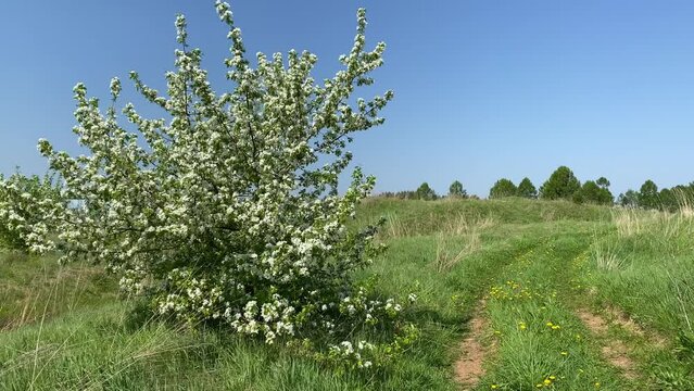 a wild flowering apple tree stands in a field by the road. landscape.