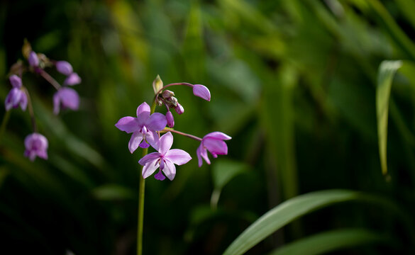 macro plants and flowers like Chethi flower Jungle geranium and Lilly flowers 
