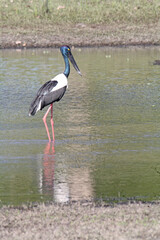 Black neck stork