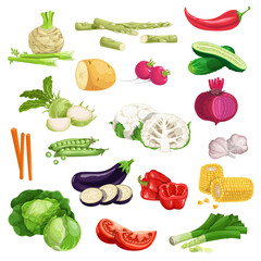 Farm fresh vegetables big set. Collection of veggies icons. Best for menu and package designs. Vector illustrations isolated on white background.
