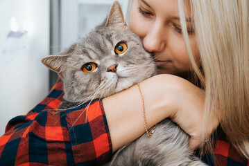 Funny gray cat in hands of hostess looking at camera with yellow eyes with sad look. Close-up of...