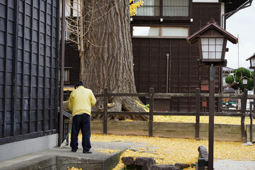 Man sweeping ginkgo leaves on the floor.